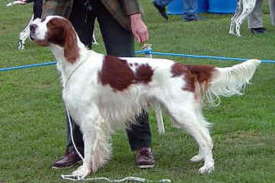 A Irish Red and White Setter, a large dog of the sporting group