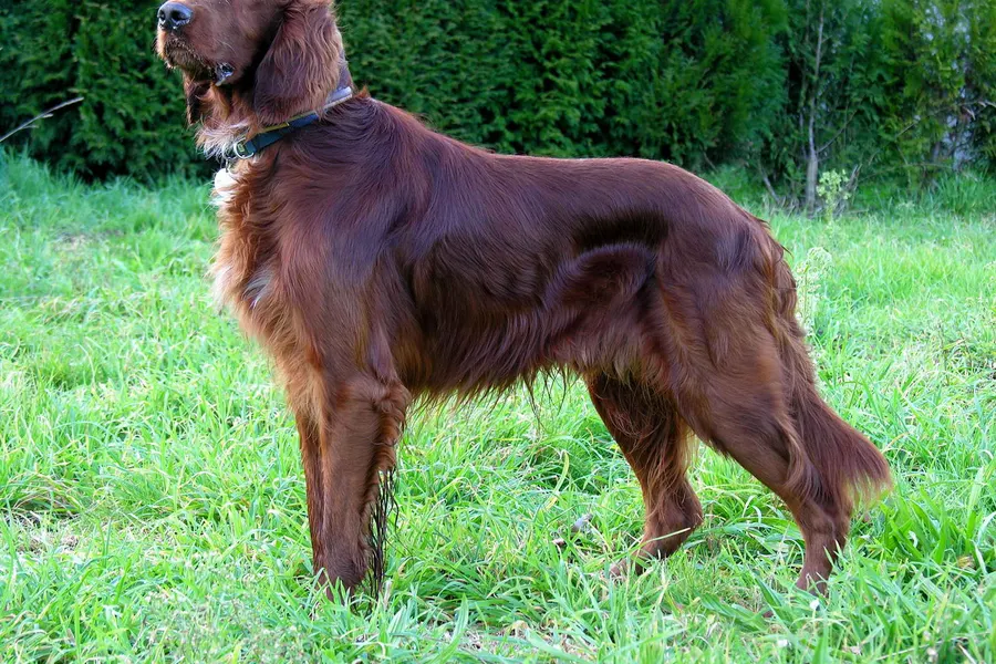 A Irish Setter, a large dog of the sporting group