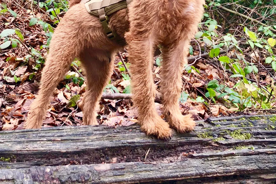 A Irish Terrier, a small dog of the terrier group