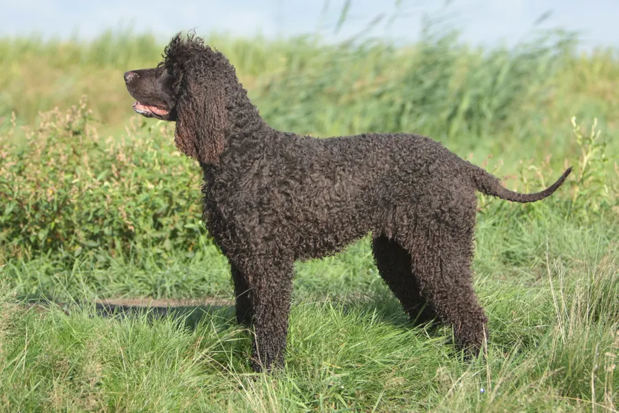 A Irish Water Spaniel, a large dog of the sporting group
