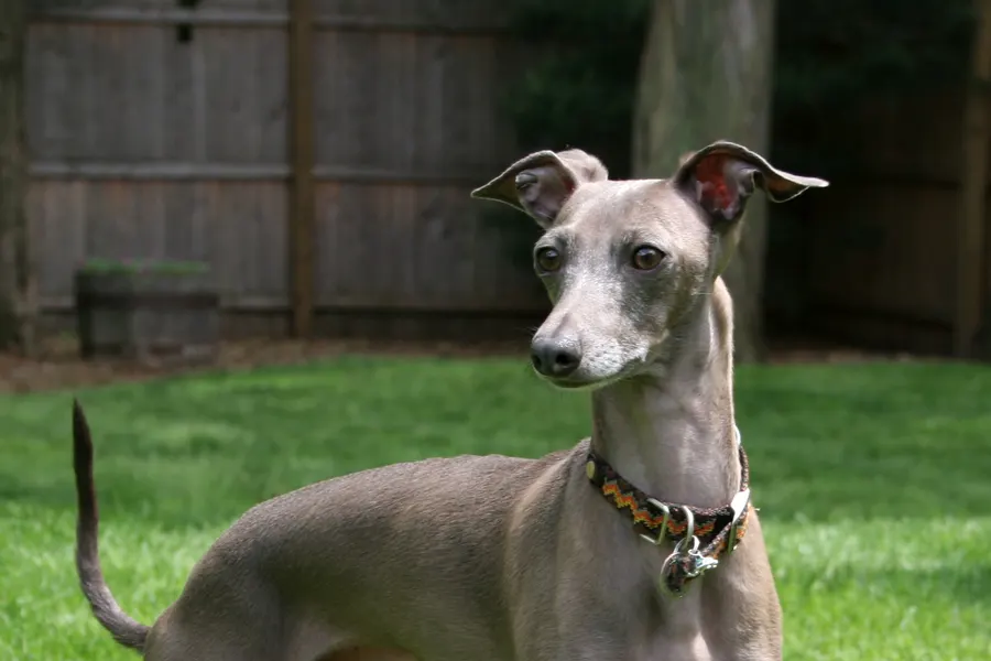 A Italian Greyhound, a small dog of the toy group