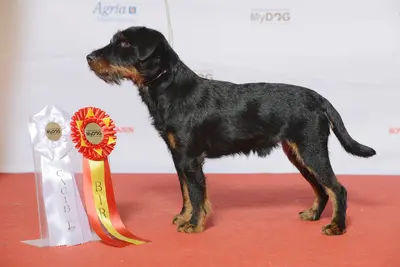 A Jagdterrier