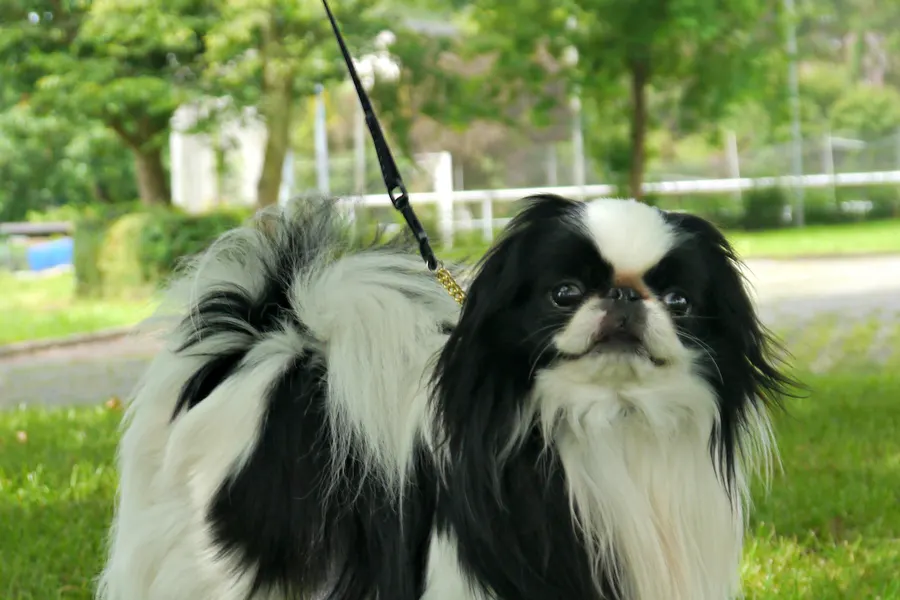 A Japanese Chin, a toy dog of the toy group