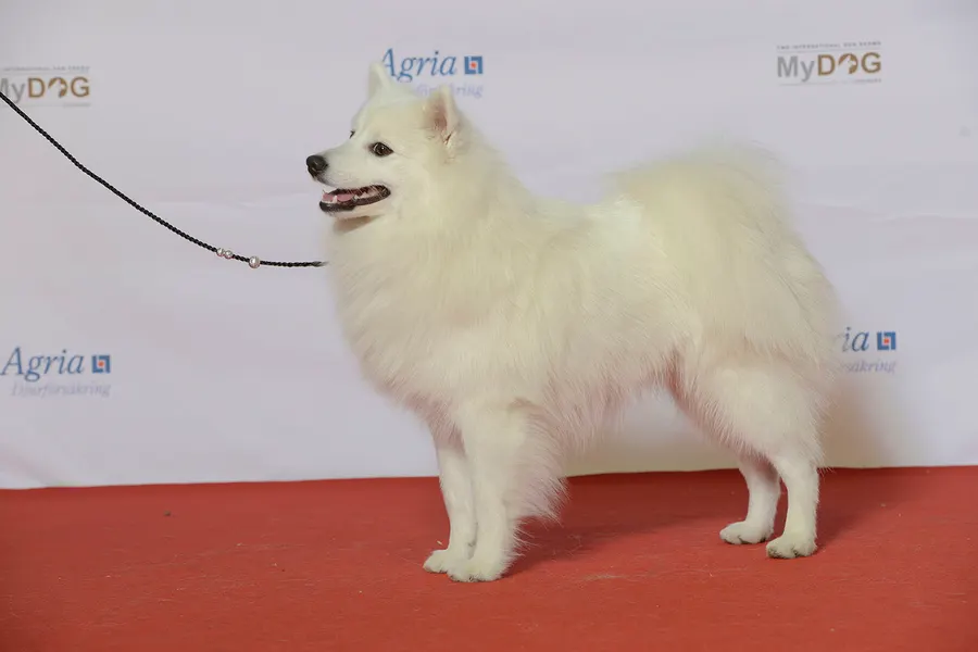 A Japanese Spitz, a small dog of the foundation stock service group