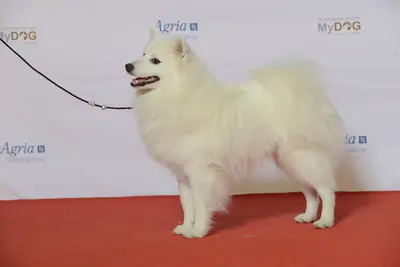 A Japanese Spitz