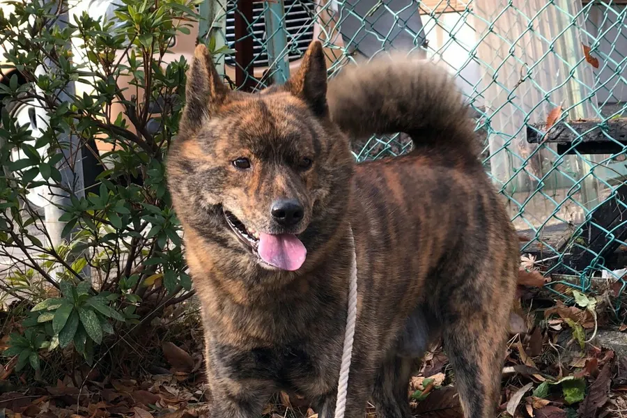 A Kai Ken, a medium dog of the foundation stock service group