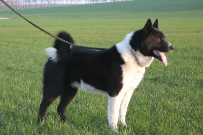A Karelian Bear Dog