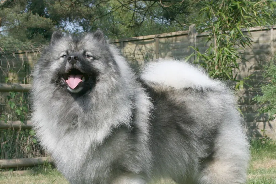A Keeshond, a medium dog of the non-sporting group