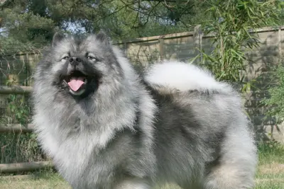 A Keeshond