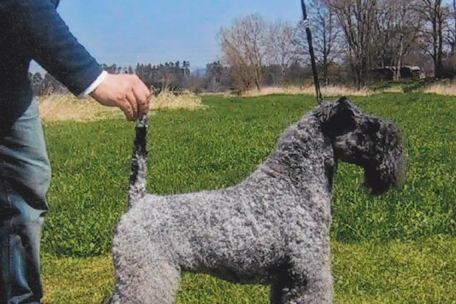 A Kerry Blue Terrier, a medium dog of the terrier group