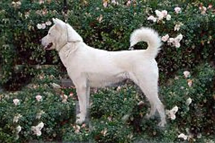 A Kishu Ken, a large dog of the foundation stock service group
