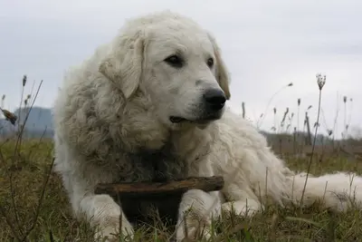A Kuvasz