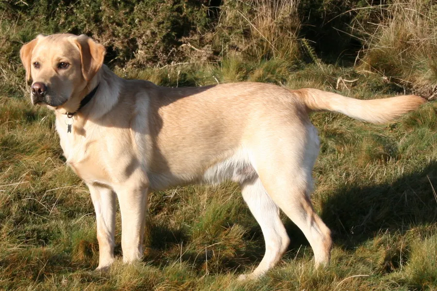 A Labrador Retriever, a large dog of the sporting group