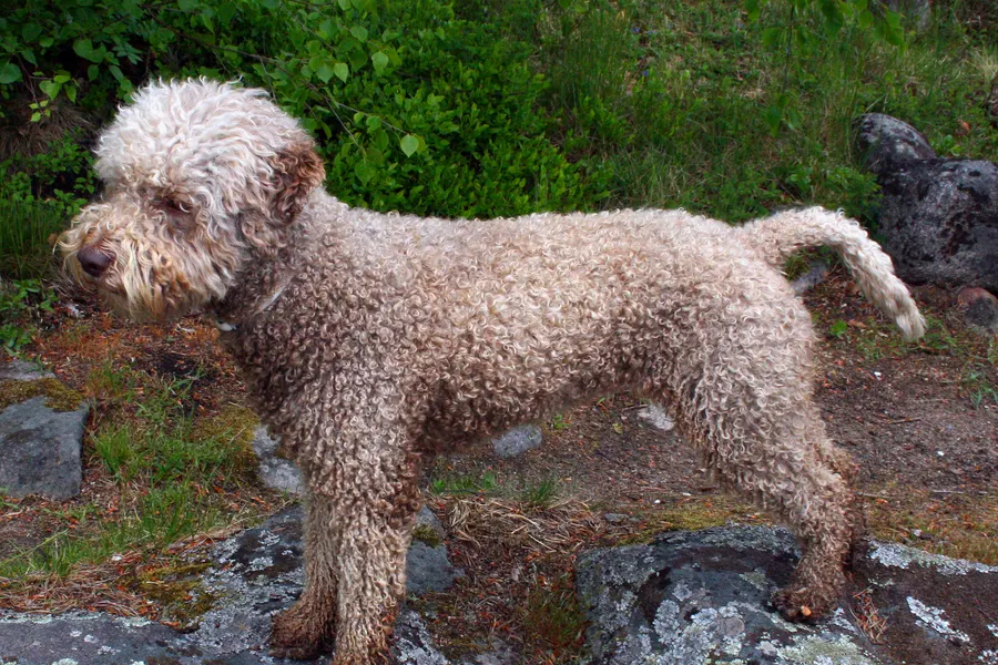A Lagotto Romagnolo, a medium dog of the sporting group