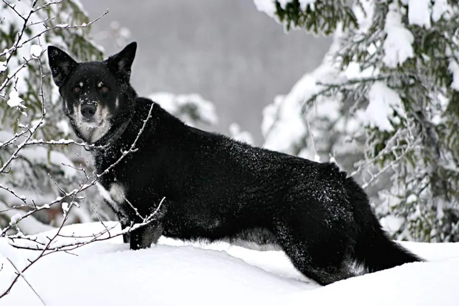A Lapponian Herder, a large dog of the foundation stock service group