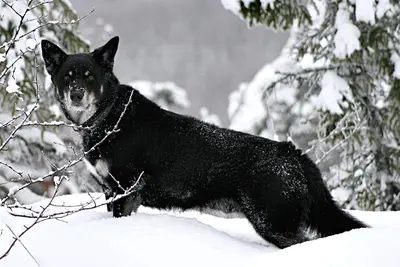 A Lapponian Herder