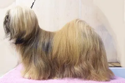 A Lhasa Apso