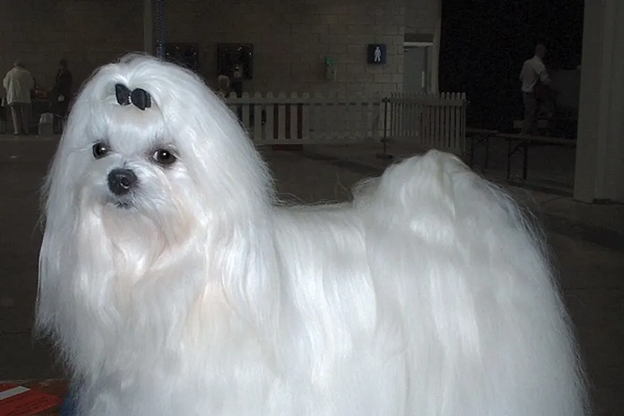 A Maltese, a toy dog of the toy group