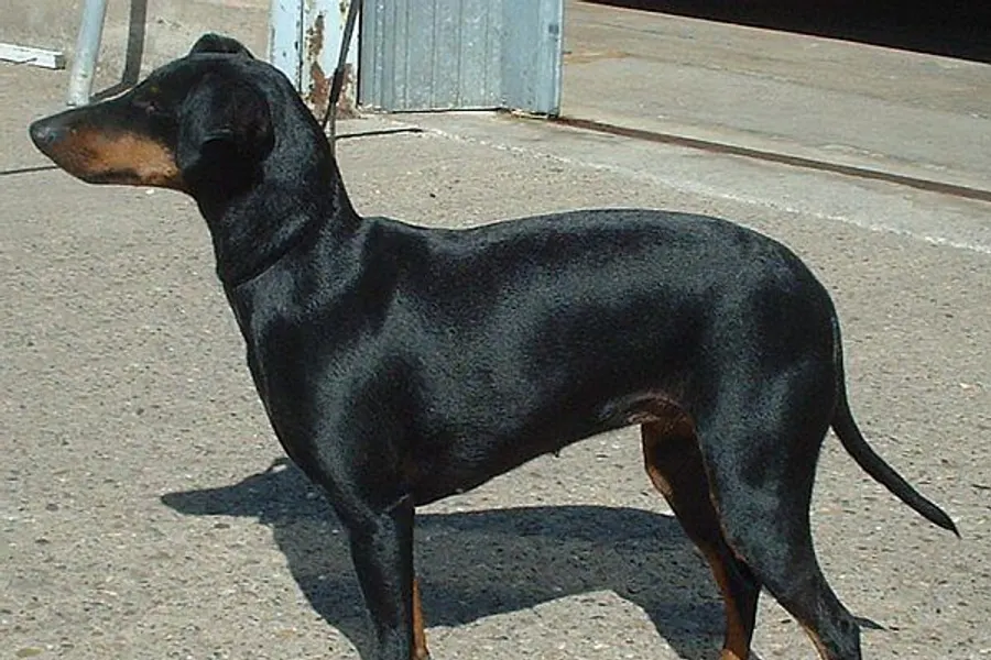 A Manchester Terrier (Standard), a small dog of the terrier group