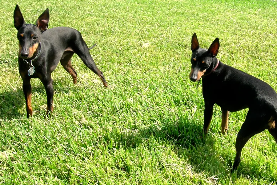 A Manchester Terrier (Toy), a toy dog of the toy group