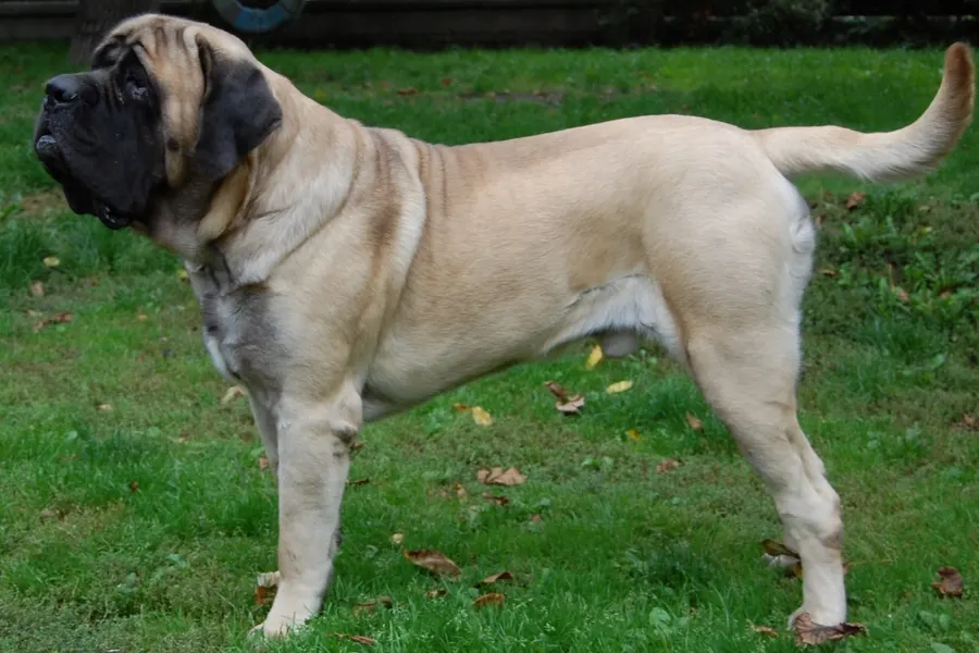 A Mastiff, a giant dog of the working group