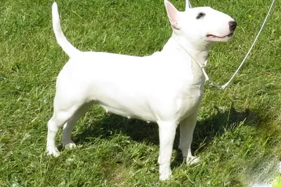 A Miniature Bull Terrier