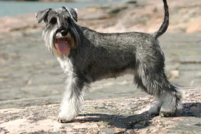 A Miniature Schnauzer