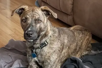 A Mountain Cur