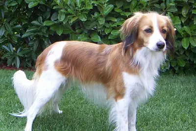 A Nederlandse Kooikerhondje