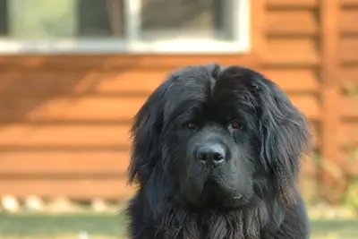 A Newfoundland
