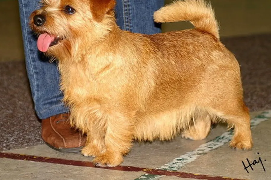 A Norfolk Terrier, a toy dog of the terrier group