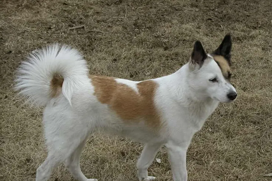 A Norrbottenspets, a medium dog of the miscellaneous class group
