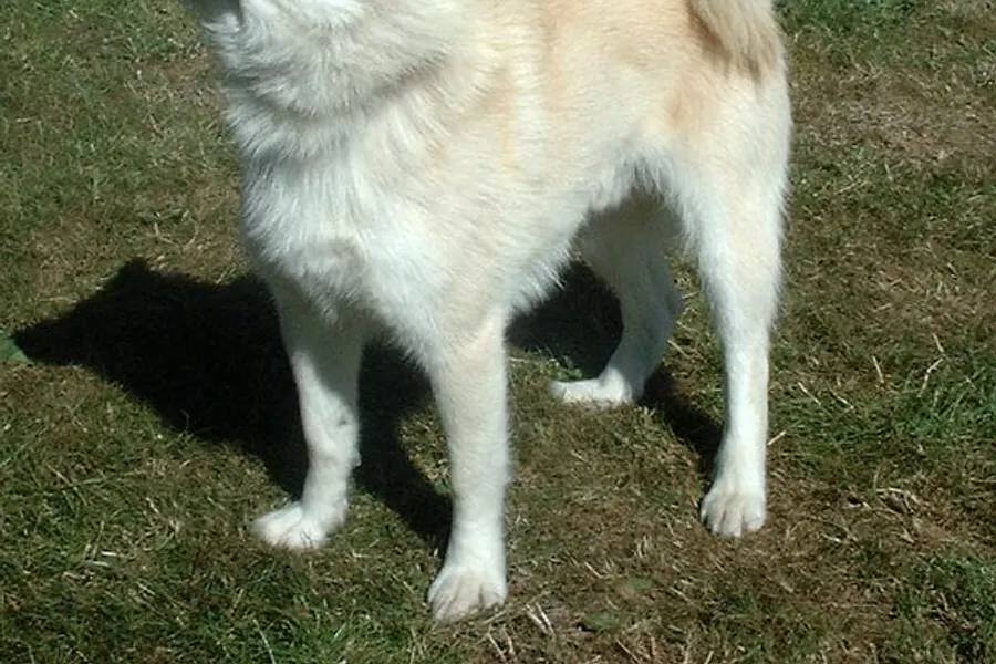 A Norwegian Buhund, a medium dog of the herding group