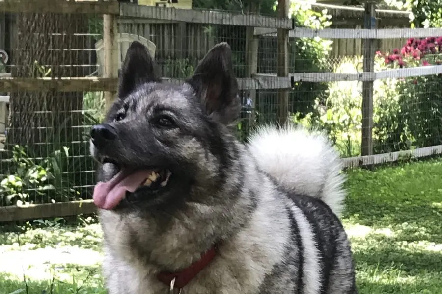 A Norwegian Elkhound, a medium dog of the hound group