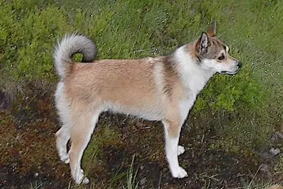 A Norwegian Lundehund