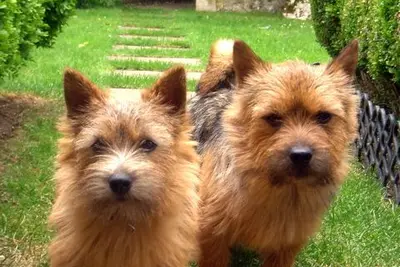 A Norwich Terrier