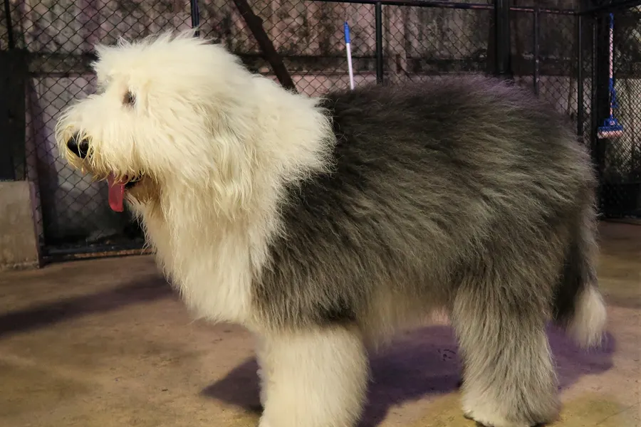 A Old English Sheepdog, a large dog of the herding group