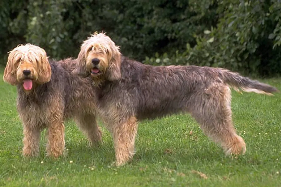 A Otterhound, a large dog of the hound group