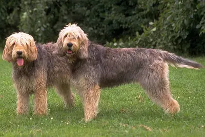A Otterhound
