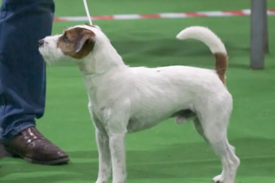 A Parson Russell Terrier, a small dog of the terrier group