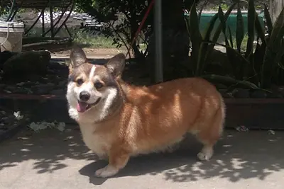 A Pembroke Welsh Corgi