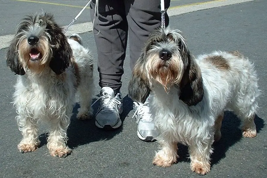 A Petit Basset Griffon Vendéen, a medium dog of the hound group