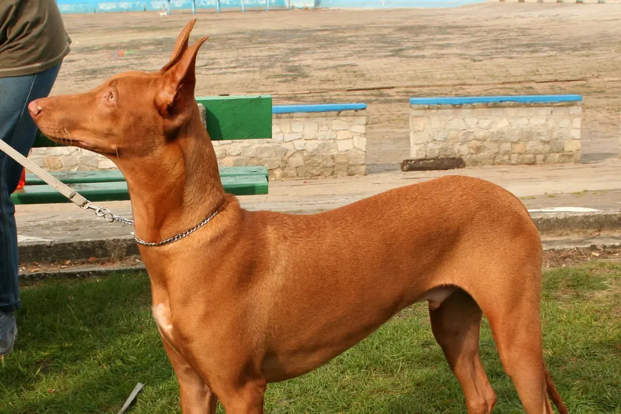 A Pharaoh Hound, a medium dog of the hound group
