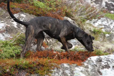 A Plott Hound