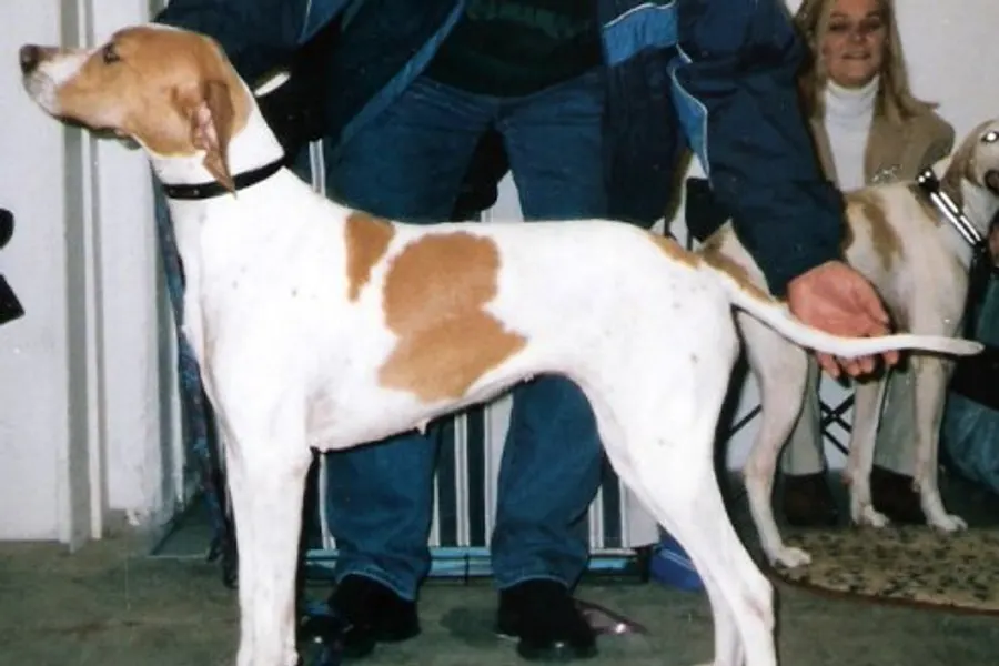 A Pointer, a large dog of the sporting group
