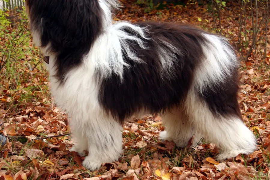 A Polish Lowland Sheepdog, a medium dog of the herding group