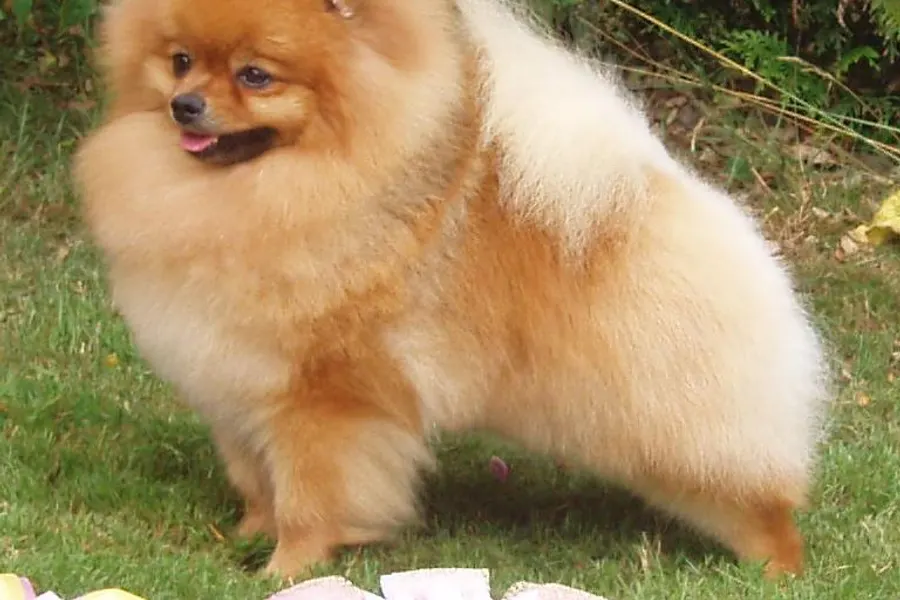 A Pomeranian, a toy dog of the toy group