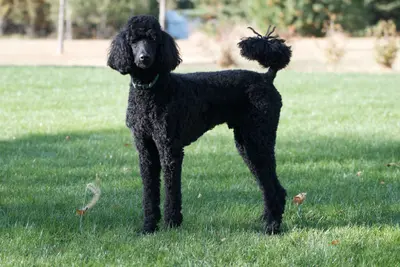 A Poodle (Standard)