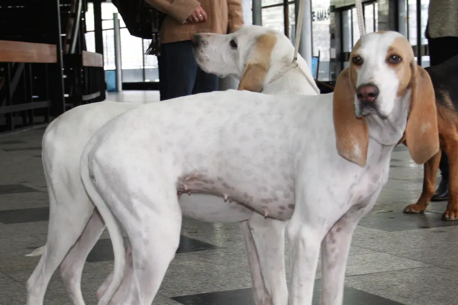A Porcelaine, a large dog of the foundation stock service group