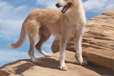 A Portuguese Podengo